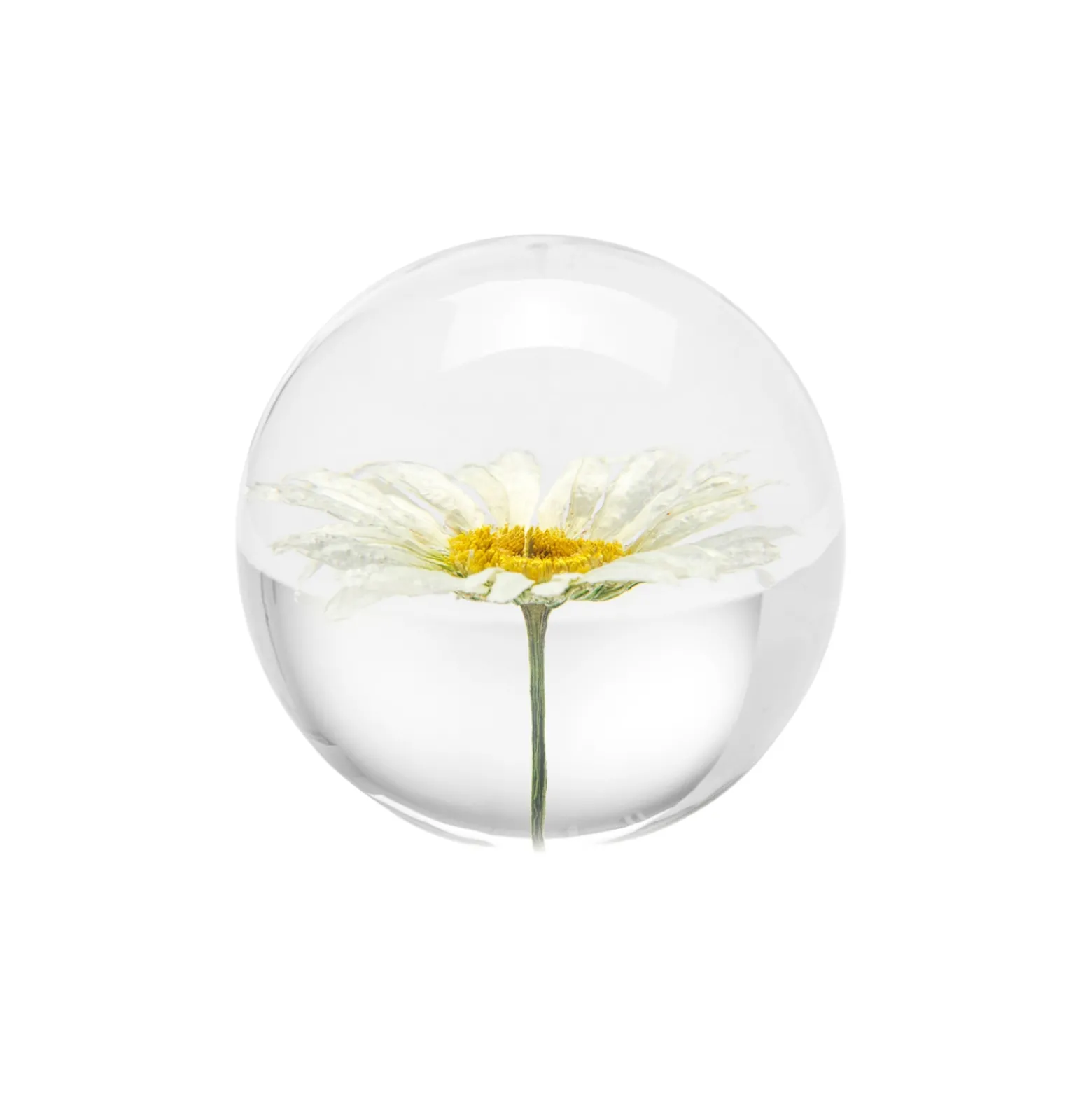 Pappersvikt Daisy Prästkrage 7 cm