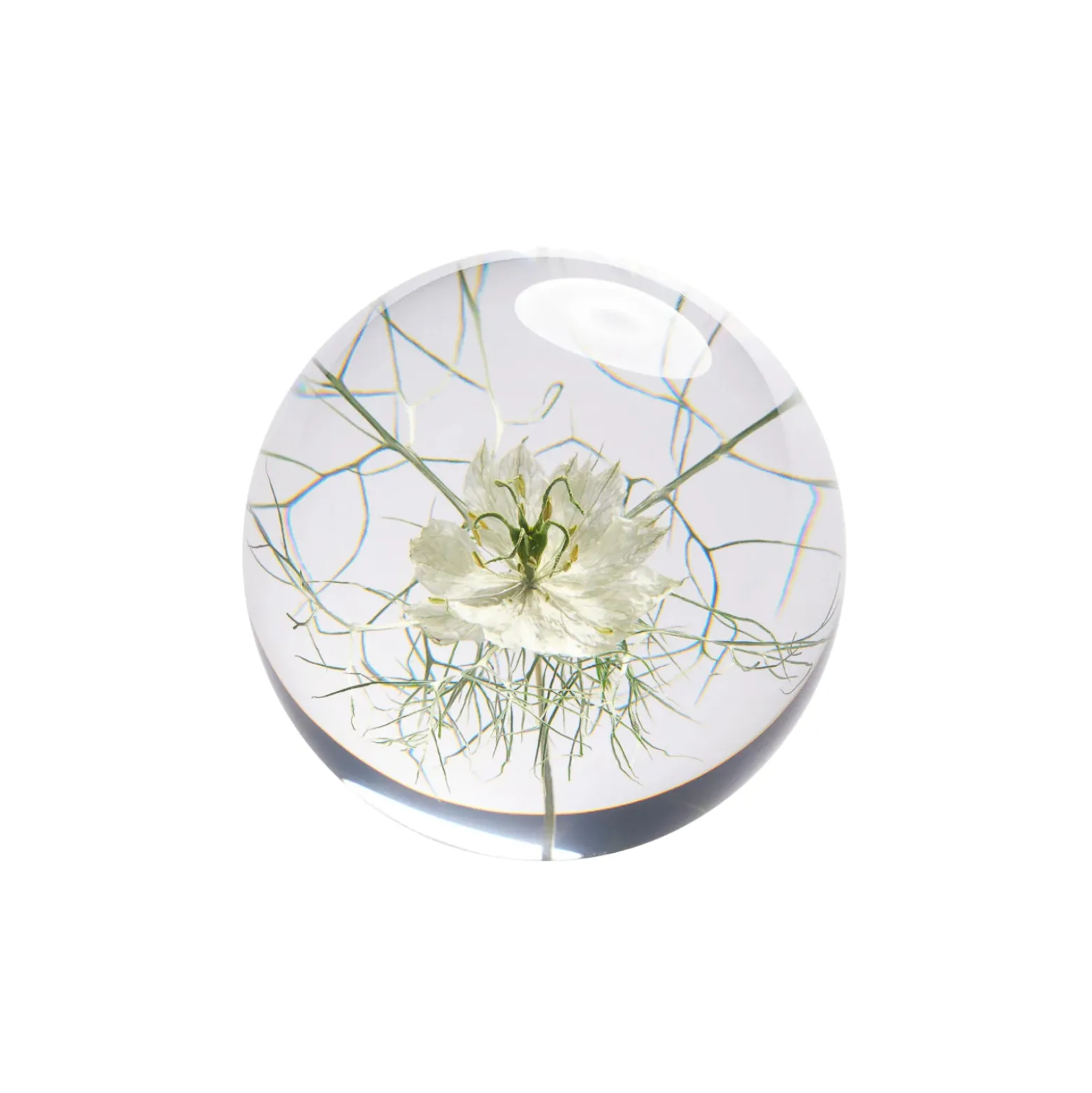 Pappersvikt Flor Nigella 8 cm